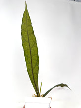 Load image into Gallery viewer, Hoya Clemensiorum