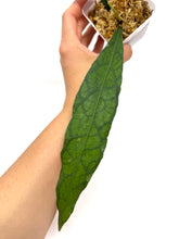Load image into Gallery viewer, Hoya Clemensiorum