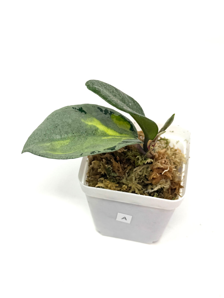 Hoya carnosa ‘Argentea Princess ✨ “Argentea Princess update!” ✨ This
