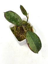Load image into Gallery viewer, Hoya Gunung Gading Silver Ghost A