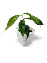 Load image into Gallery viewer, Hoya Cystiantha Splash