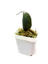 Load image into Gallery viewer, Hoya Imbricata