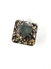 Load image into Gallery viewer, Euphorbia Zoutpansbergensis (Ships within Canada only)
