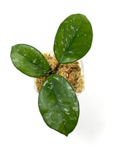 Load image into Gallery viewer, Hoya Carnosa ‘Oval Splash’