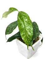 Load image into Gallery viewer, Hoya Cystiantha Splash