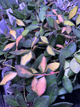 Load image into Gallery viewer, Hoya Burtoniae Variegated
