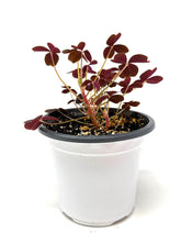 Load image into Gallery viewer, Oxalis Spiralis ssp. Vulcanicola