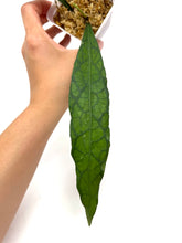 Load image into Gallery viewer, Hoya Clemensiorum