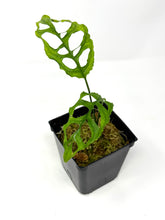 Load image into Gallery viewer, Monstera Obliqua