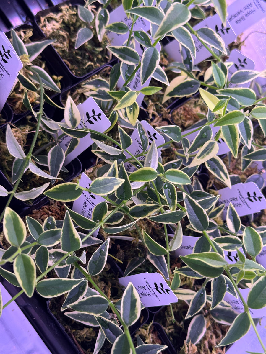 鉢花 518 Hoya bella 'AlbomarginataVariegata' 518 Hoya bella 'AlbomarginataVariegata' - メルカリ