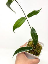 Load image into Gallery viewer, Hoya Kenejiana Albo Variegated