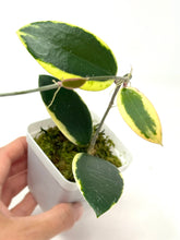 Load image into Gallery viewer, Hoya Acuta Albo Variegated
