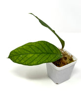 Load image into Gallery viewer, Hoya Meredithii