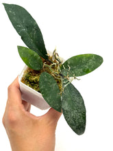 Load image into Gallery viewer, Hoya Flagellata Splash