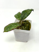 Load image into Gallery viewer, Hoya Gunung Gading Silver Ghost B