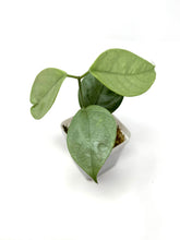 Load image into Gallery viewer, Hoya Coriacea Silver