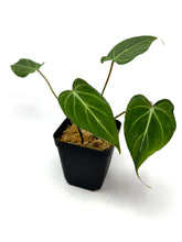 Load image into Gallery viewer, Philodendron Gloriosum