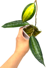 Load image into Gallery viewer, Hoya Macrophylla ‘Pot of Gold’