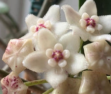 Load image into Gallery viewer, Hoya Rostellata 'Hummingbird'