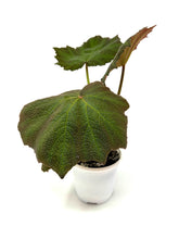Load image into Gallery viewer, Begonia Boomer
