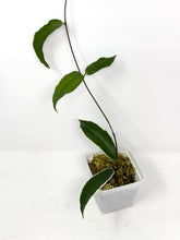 Load image into Gallery viewer, Hoya Kenejiana Albo Variegated