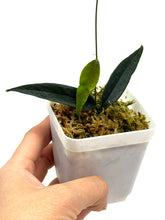 Load image into Gallery viewer, Hoya Paradisea (IM04)