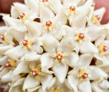 Load image into Gallery viewer, Hoya Leucantha