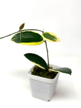 Load image into Gallery viewer, Hoya Acuta Albo Variegated
