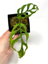 Load image into Gallery viewer, Monstera Obliqua
