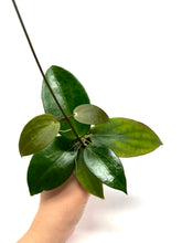 Load image into Gallery viewer, Hoya Pottsii