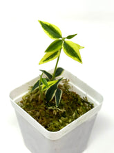 Load image into Gallery viewer, Hoya Bella Albo Variegated