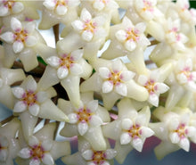 Load image into Gallery viewer, Hoya Pottsii