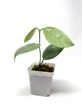 Load image into Gallery viewer, Hoya Coriacea Silver