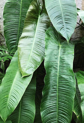 Philodendron sharoniae　フィロデンドロン　シャロニアエ fit=scale-down,w=1200