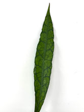 Load image into Gallery viewer, Hoya Clemensiorum