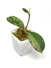 Load image into Gallery viewer, Hoya Gunung Gading Silver Ghost A