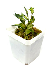 Load image into Gallery viewer, Hoya Lacunosa Tricolor ‘Bruno’