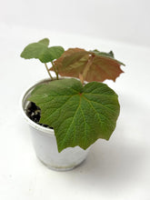 Load image into Gallery viewer, Begonia Boomer