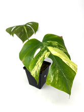 Load image into Gallery viewer, Monstera Deliciosa Aurea Variegated C