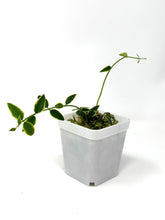 Load image into Gallery viewer, Hoya Bella Albo Variegated