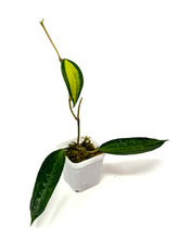 Load image into Gallery viewer, Hoya Macrophylla ‘Pot of Gold’