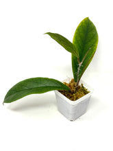 Load image into Gallery viewer, Hoya Vitellinoides
