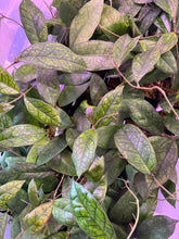 Load image into Gallery viewer, Hoya Ann