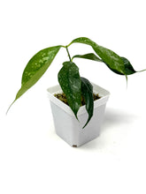 Load image into Gallery viewer, Hoya Cystiantha Splash
