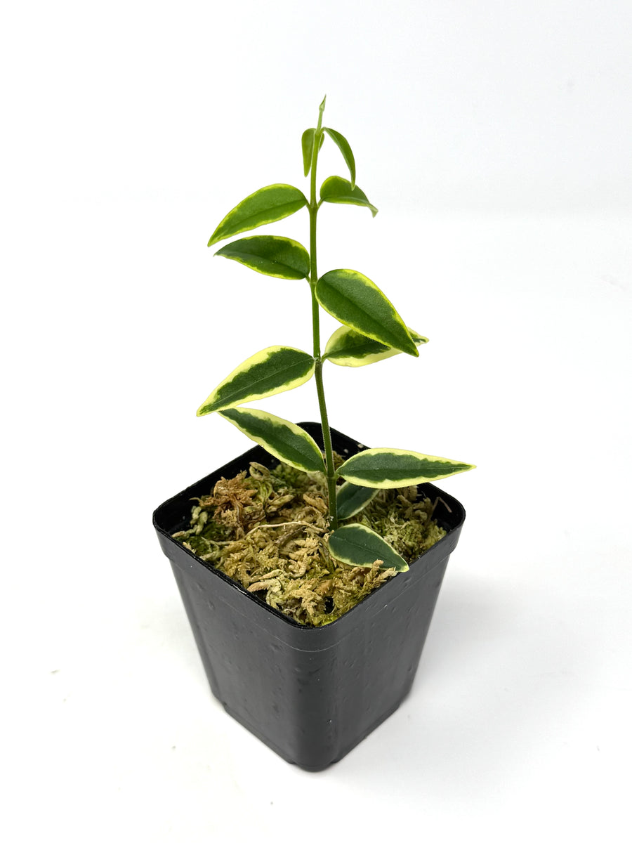 Hoya Bella Albo Variegated – Planthaven Toronto