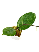 Load image into Gallery viewer, Hoya Michelle Splash