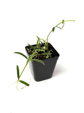 Load image into Gallery viewer, Hoya Linearis