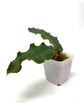 Load image into Gallery viewer, Hoya Undulata ‘Red Leaves’ Splash