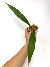 Load image into Gallery viewer, Hoya Clemensiorum