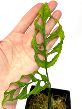 Load image into Gallery viewer, Monstera Obliqua